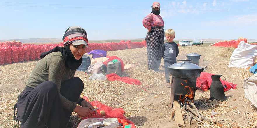 Başkent’te soğan hasadı başladı