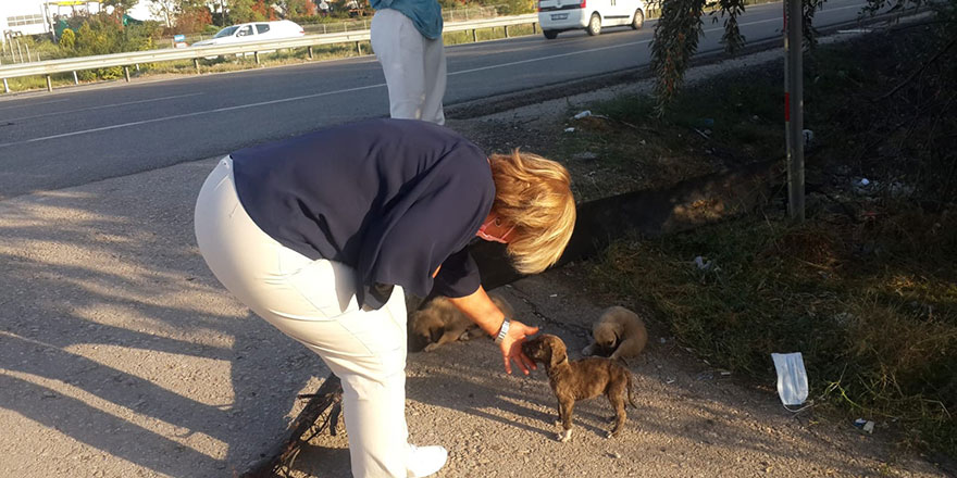 50 yavru köpekten 20’si telef oldu