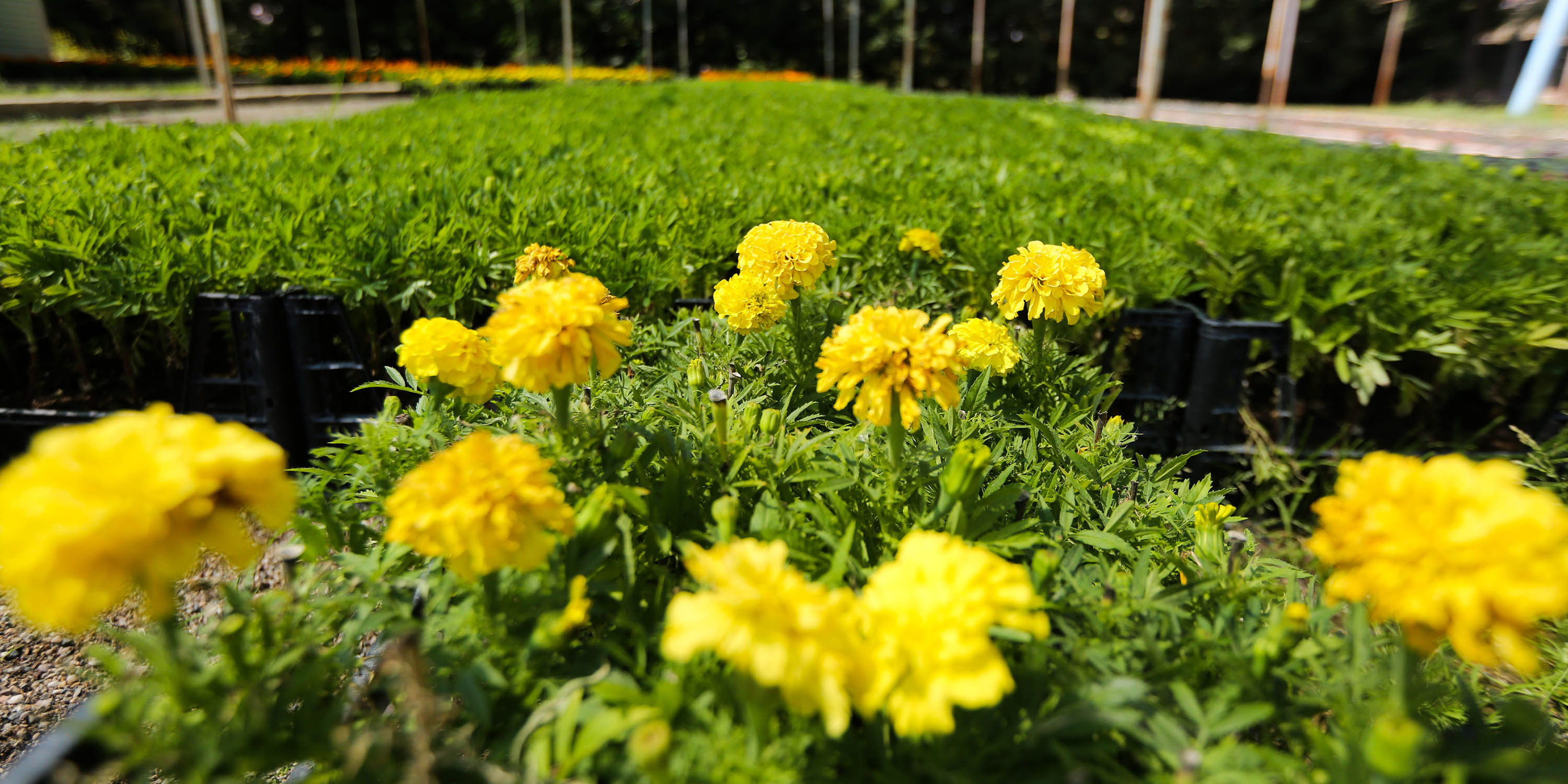 Yenimahalle’de Çiçek Festivali başlıyor