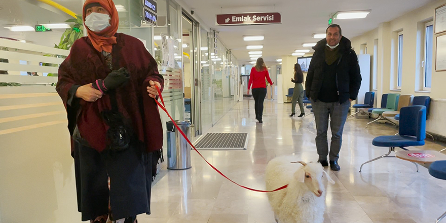 Sahibiyle birlikte vergi yatırmaya gelen sevimli keçi ilgi odağı oldu