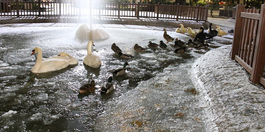 Kuğulu Park buz tuttu