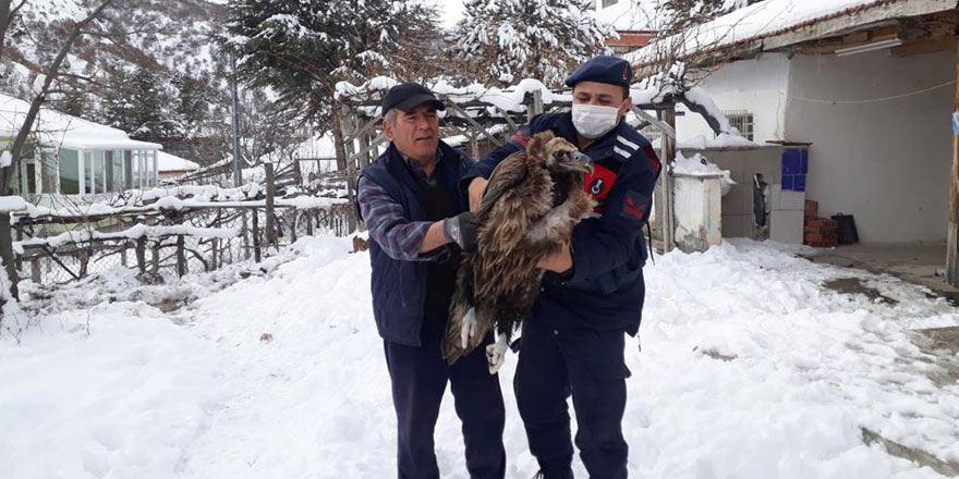 Çubuk’ta yaralı akbaba bulundu