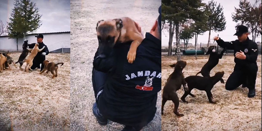 Jandarmanın görev köpekleri eğitimlerine devam ediyor