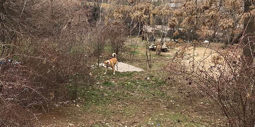 Çankaya'da yine köpek saldırısı