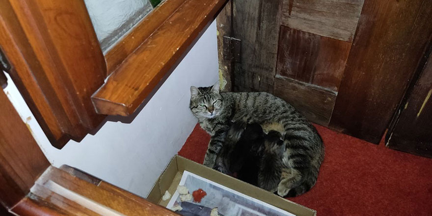 Anne kedi ve yavruları Hacı Bayram Camii'ni mesken tuttu