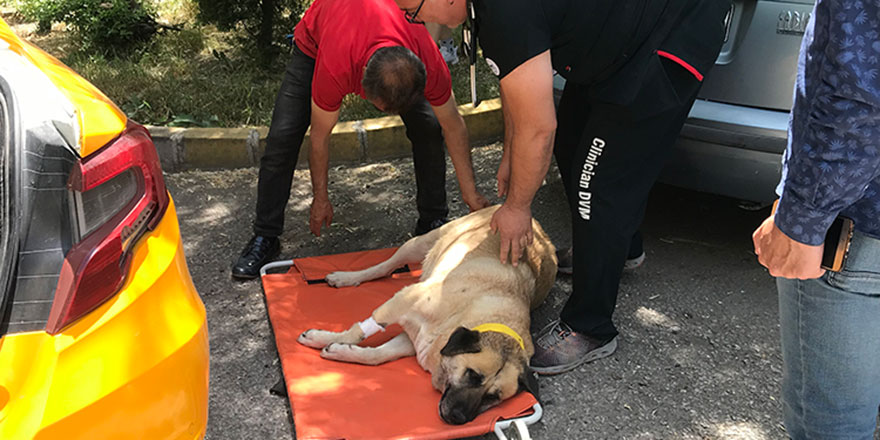 Sokak köpeği 'Kocakız' için vatandaşlar seferber oldu