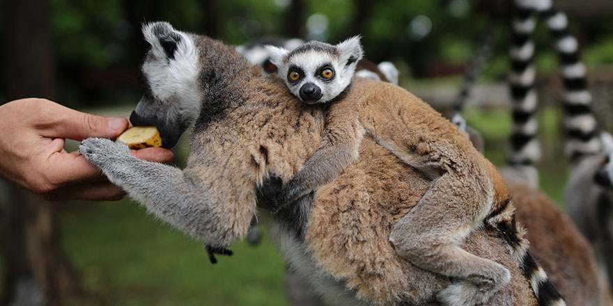 Lemur ailesine katılan 6 yavru annesinin sırtından inmedi