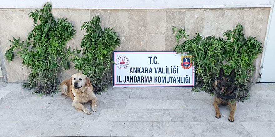 Başkent'te zehir tacirlerine darbe: 6 gözaltı