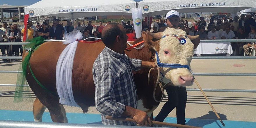 Ankara’da kurbanlıklar yarıştı, birinciye yarım altın verildi