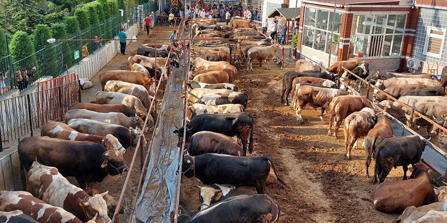 Kurban kesimleri başladı