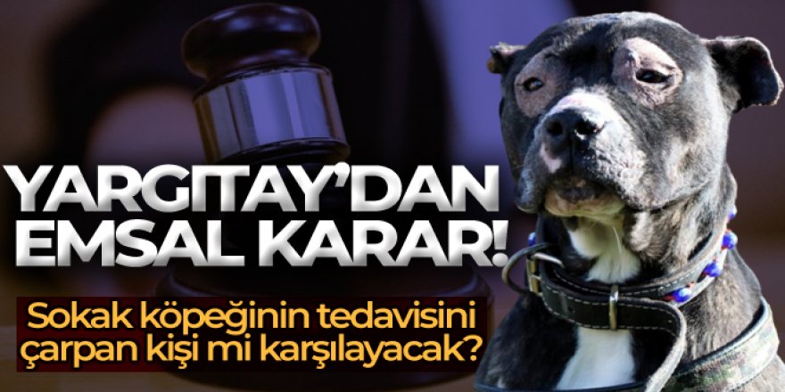 Kazada yaralanan sokak köpeğinin tedavisi için emsal karar