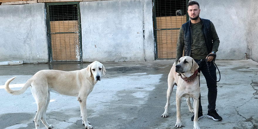 İkinci el otomobil fiyatına kangal