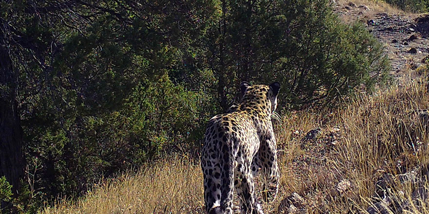 Anadolu Leoparı yüzünü aylar sonra bir kez daha gösterdi