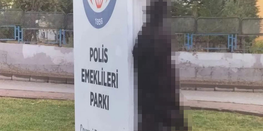 Sincan'da ölü bulunan kedilerin zehirlendiği iddia edildi