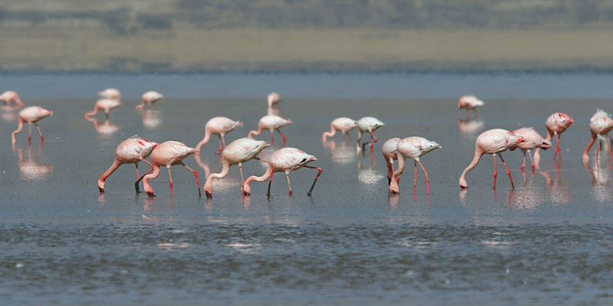 10 bin flamingo yavrusu yumurtalarından çıktı