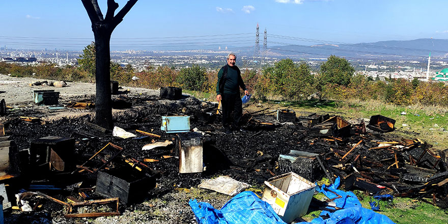 400 kovan arıyı diri diri yaktılar