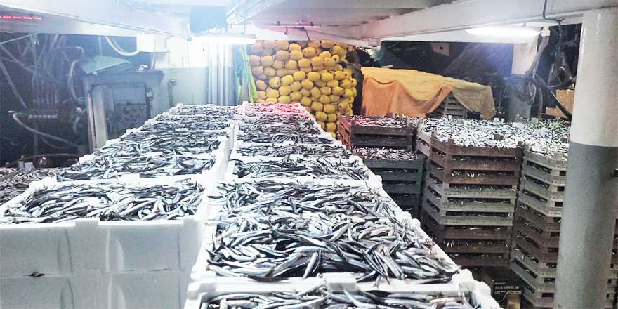 Karadeniz'de hamsi bolluğu: Tekneler binlerce kasayla döndü