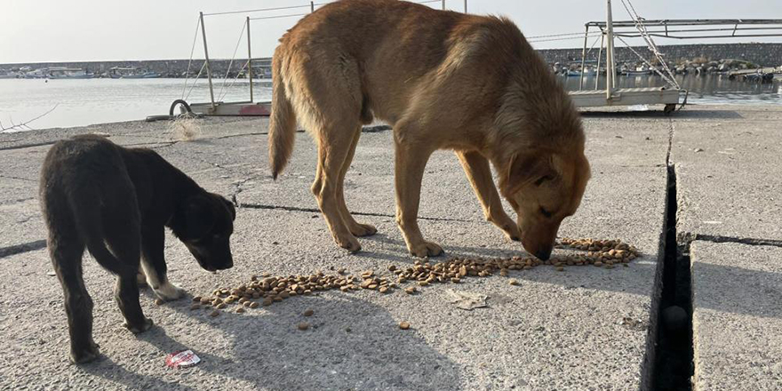 Almanya’da yaşayan gurbetçi, depremzede sokak hayvanlarına mama gönderdi