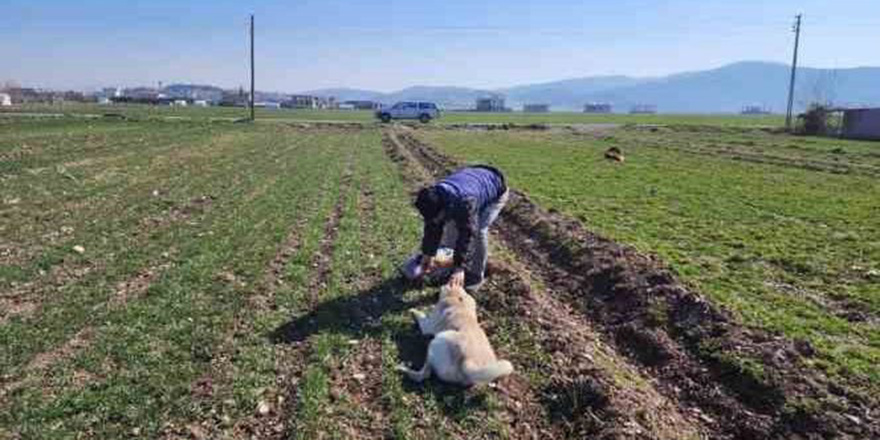 MSB, deprem bölgesindeki hayvanları da unutmadı