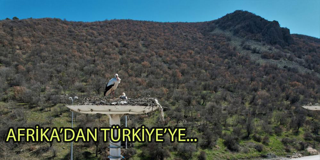 Baharın habercisi leyleklerin Ankara’ya yolculuğu