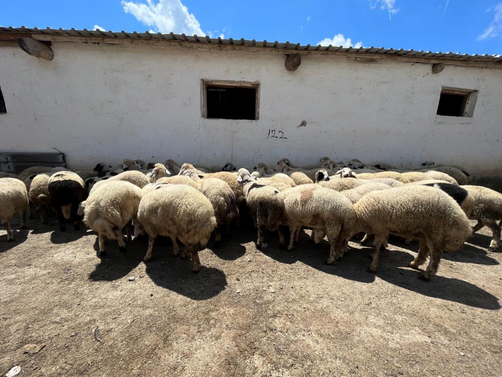 Ankara'da köpek saldırısı! 40 kuzu telef oldu!