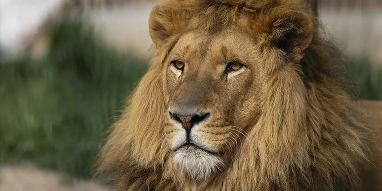 Dünyanın en yaşlı aslanı vahşice öldürüldü