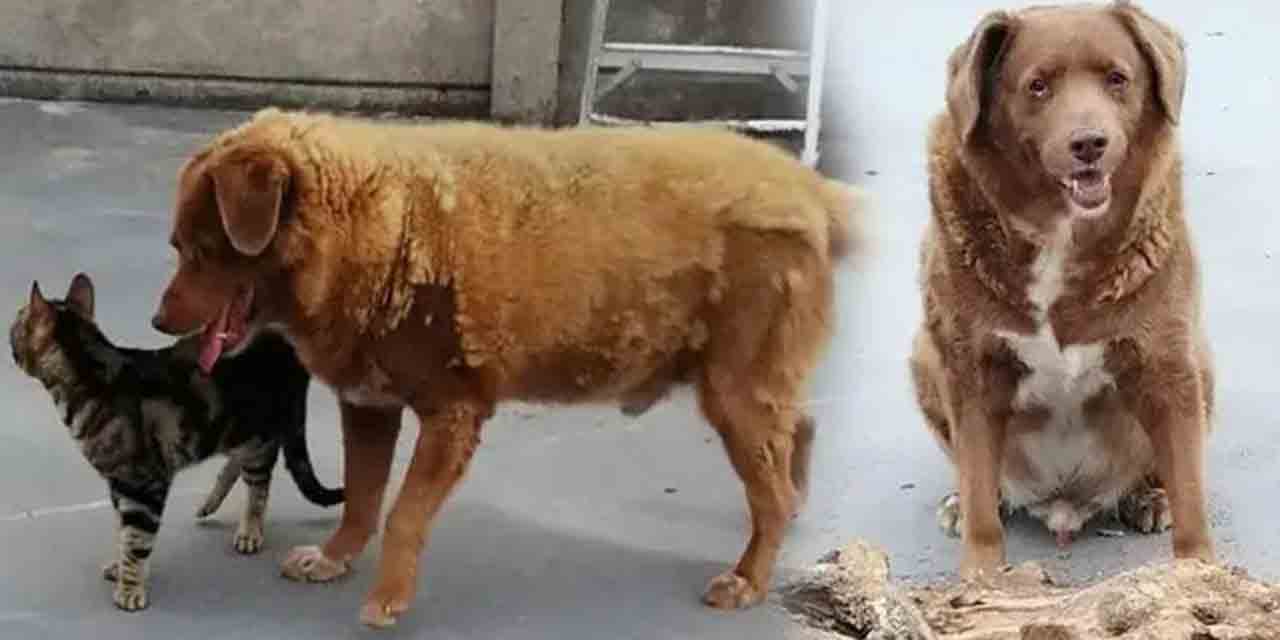 Dünyanın en yaşlı köpeği "Bobi": Uzun yaşam sırrını bakın neye borçlu?