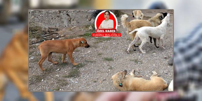 Ankara’da editörümüze köpekler saldırdı