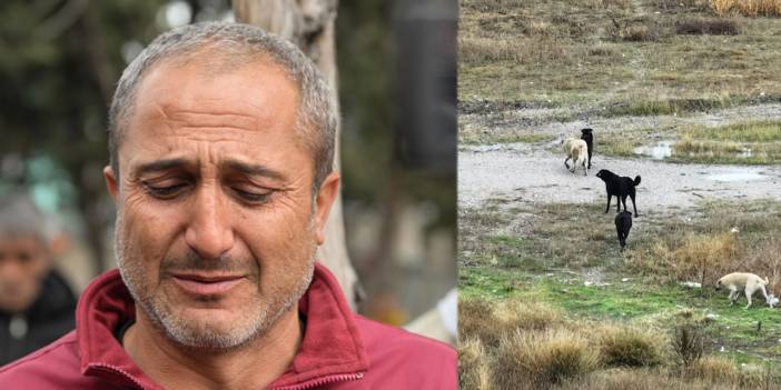 Keçiören'de çocuğu köpek saldırısına uğrayan baba: Çocuğumu resmen yemişler