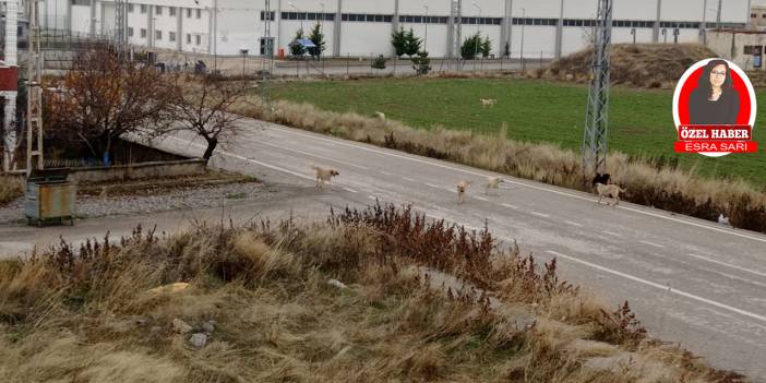 Ankara’da o mahallede başıboş köpek sorunu! Mahalle sakinleri isyan ediyor: Korkuyoruz!