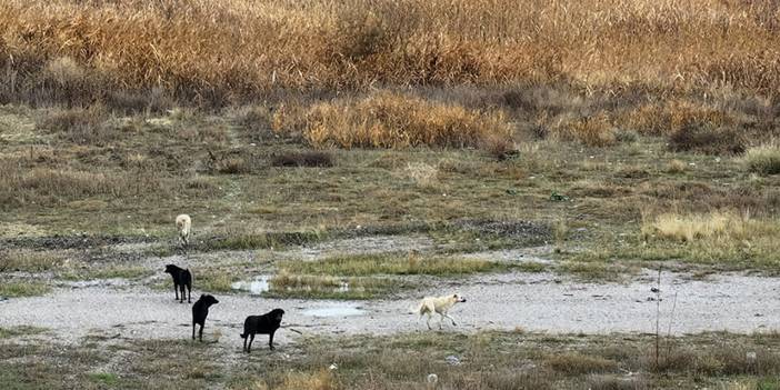 Köpek saldırısı sonucu ağır yaralanan Tunahan Yılmaz solunum makinesinden ayıldı