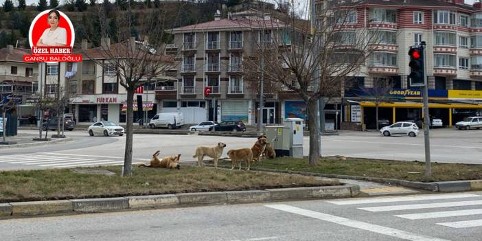 Ankara’da sokak köpeklerinin sayısı artıyor! Gölbaşı’nda korku var!