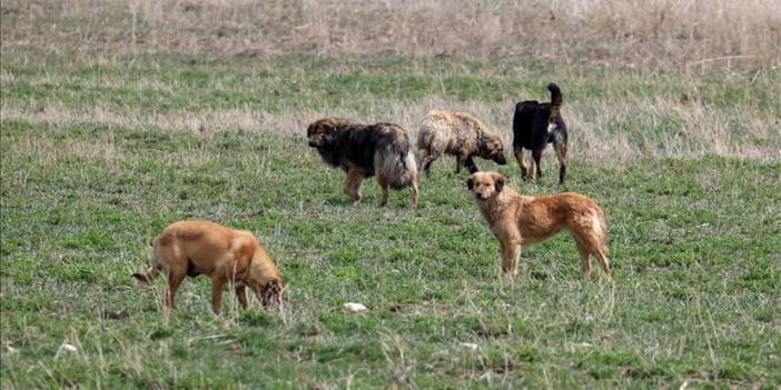 Sahipsiz köpekler anne kedi ve 2 yavrusunu parçaladı!