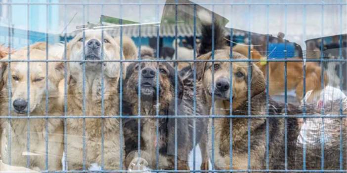 Ankara Valiliğinden, Ankara'ya kaçırılan kuduz sokak köpekleriyle ilgili yeni açıklama: Gözaltına alındılar...