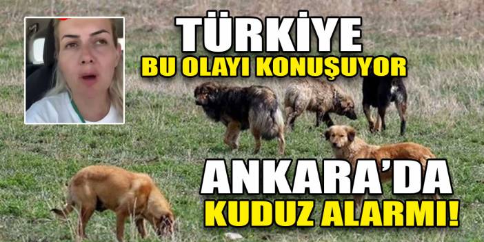 Ankara'ya kuduz köpekleri getiren 1 şahıs tutuklandı