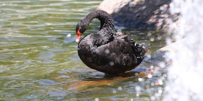 Kuğulu Park'ın yavru kuğuları artık büyüdü!