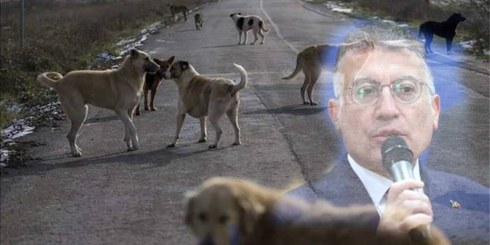 Başıboş köpek teklifinde önemli karar: Sahipsiz saldırgan köpekler uyutulacak!