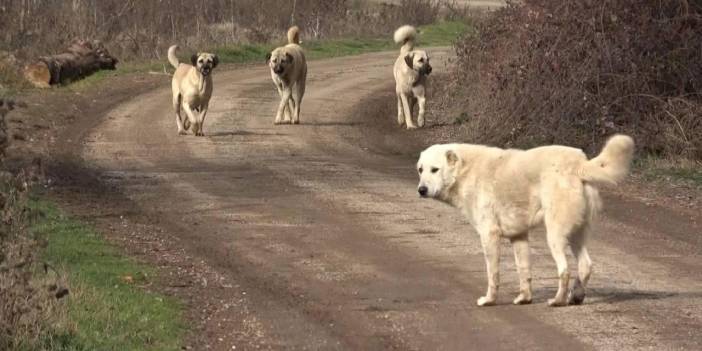 Sahipsiz köpekten kaçarken öldü! 24 yaşındaki gencin acı sonu!