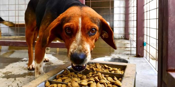 MASAK'tan dikkat çeken başıboş sokak köpeği raporu: Bağış adı altında toplanan milyonlarca lira...