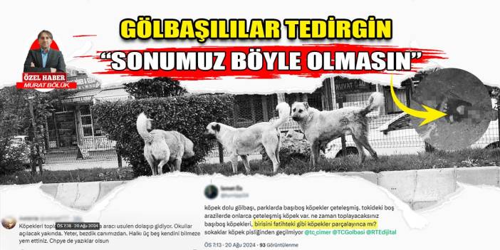 Ankara Gölbaşılıların sokak köpekleriyle başı dertte: "Sonumuz Ayhan Özçelik gibi olmasın!"