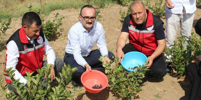 Yozgat'ta "Süper Meyve" ilgi görüyor