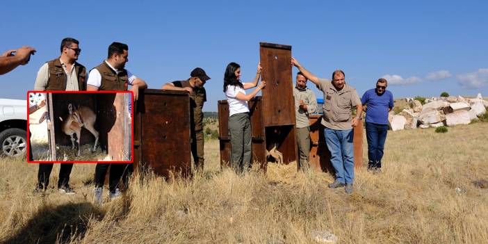 Yozgat Kazankaya Kanyonu'na 5 yeni dağ keçisi bırakıldı