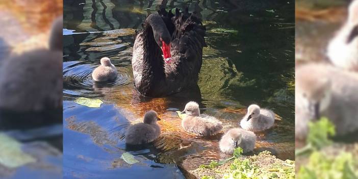 Kuğulu Park'ın mutlu günü: 5 yeni kuğu dünyaya geldi