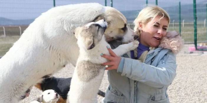 'Köpek velisi' hayvansever maskesi takmış: 2 yıllık dev vurgun!