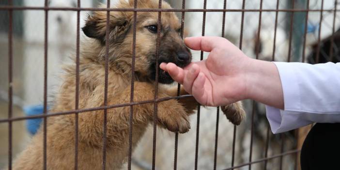 Ankara’da 'belediye barınağında aç kalan köpekler birbirini yedi' iddiası!