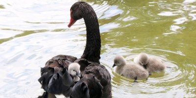 Çankaya’nın bebek kuğuları suyla buluştu