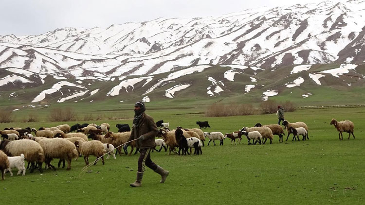 hayvancilik-destek-paketi.jpg