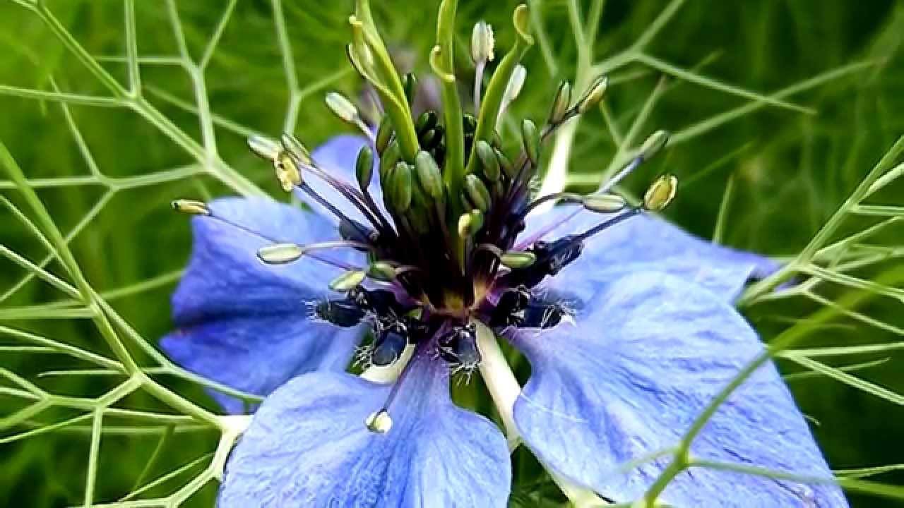 nigella-sativa-ranunculaceae-corek-otu-bitkisi-1660746394.jpeg