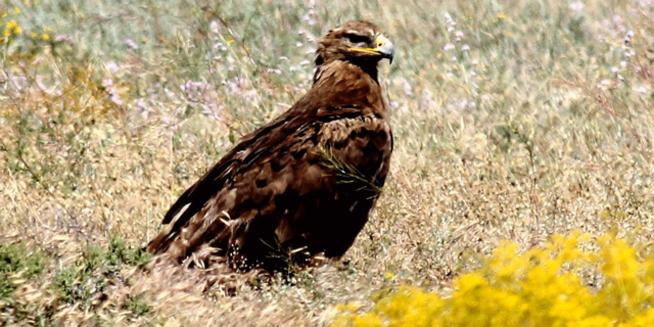 bozkir-kartali-1895966.gif