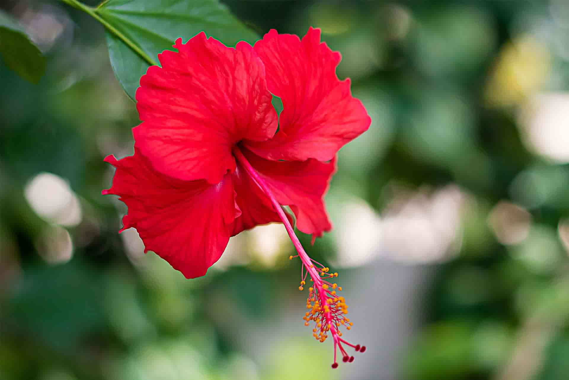 hibiskus-min.jpg